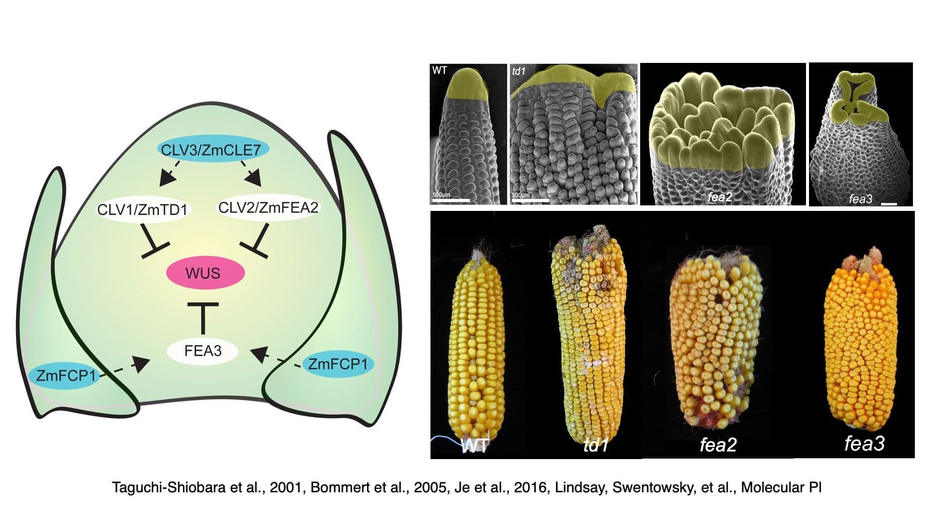 Maize inflorescence development is controlled by the CLAVATA signaling pathway - diagrams.