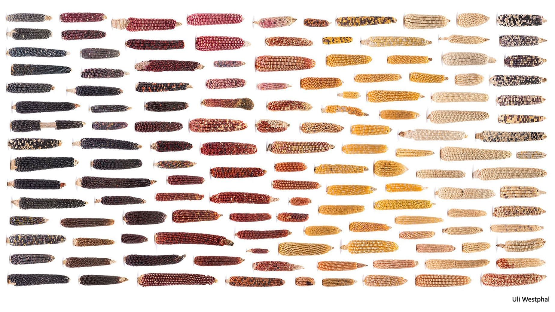 Various rainbow colored corn image with caption that reads "Leveraging maize diversity to understand inflorescence development."